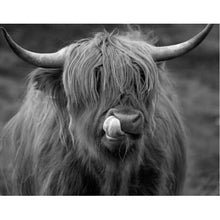 Load image into Gallery viewer, 5D DIY Diamond Painting Highland Cow Full Round Drill Rhinestone Diamond Embroidery Animal Mosaic Cross Stitch Kits Decor Home - SallyHomey Life's Beautiful