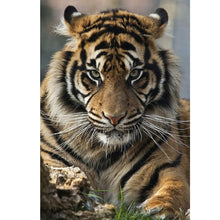 Load image into Gallery viewer, DIY Tiger 5D Diamond Painting Wolf Diamond Embroidery Rhinestones Mosaic Animal Cross Stitch Panda Full Round Drill Home Decor - SallyHomey Life's Beautiful