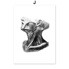 Load image into Gallery viewer, Black And White Brain Heart Skull kidney Anatomy Wall Art Canvas Painting Nordic Posters And Prints Wall Pictures Office Decor - SallyHomey Life's Beautiful
