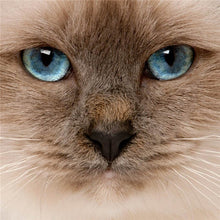 Load image into Gallery viewer, DIY 5D Diamond Painting Cat Eye Cross Stitch Diamond Embroidery Sale Animal Mosaic Rhinestones Full Drill Drill Handmade Decor - SallyHomey Life's Beautiful