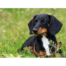 Load image into Gallery viewer, DIY 5D Diamond Painting Dog Animal Diamond Embroidery Cross Stitch Kit Dachshund Mosaic Full Round Drill Rhinestone Home Decor - SallyHomey Life's Beautiful