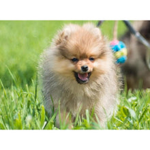 Load image into Gallery viewer, DIY 5D Diamond Painting Dog Diamond Embroidery Animal Cross Stitch Full Round Drill Rhinestone Picture Mosaic Manual Hobby Gift