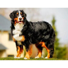 Load image into Gallery viewer, DIY 5D Diamond Painting Bernese Mountain Dog Diamond Embroidered Cross Stitch Kit Animal Mosaic Full Round Rhinestone Decor Home - SallyHomey Life's Beautiful
