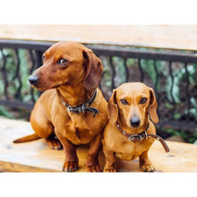 Load image into Gallery viewer, DIY 5D Diamond Painting Dog Animal Diamond Embroidery Cross Stitch Kit Dachshund Mosaic Full Round Drill Rhinestone Home Decor - SallyHomey Life's Beautiful