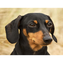 Load image into Gallery viewer, DIY 5D Diamond Painting Dog Animal Diamond Embroidery Cross Stitch Kit Dachshund Mosaic Full Round Drill Rhinestone Home Decor - SallyHomey Life's Beautiful