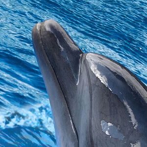 3D Stereo Dolphin Sea CEILING - SallyHomey Life's Beautiful