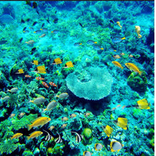 Load image into Gallery viewer, 3D floor - underwater world - SallyHomey Life's Beautiful