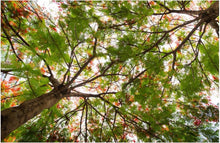 Load image into Gallery viewer, Forest tree tops the sky painting - SallyHomey Life's Beautiful