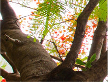 Load image into Gallery viewer, Forest tree tops the sky painting - SallyHomey Life's Beautiful