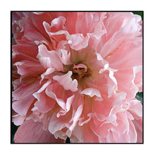 Load image into Gallery viewer, 100% Hand Painted Realistic Flowers Art Oil Painting On Canvas Wall Art Wall Adornment Picture Painting For Live Room Home Decor