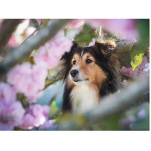 Load image into Gallery viewer, DIY 5D Diamond Painting Dog Animal Cross Stitch Kit Mosaic Diamond Embroidery Sale Full Round Drill Rhinestones Art Wall Decor - SallyHomey Life&#39;s Beautiful