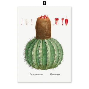Cactus Sempervivum Flower Plant Wall Art Canvas Painting Nordic Posters And Prints Plants Wall Pictures For Living Room Decor - SallyHomey Life's Beautiful