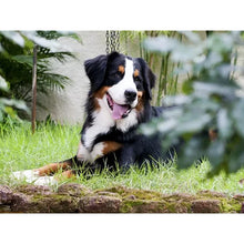Load image into Gallery viewer, DIY 5D Diamond Painting Bernese Mountain Dog Cross Stitch Patterns Animal Mosaic Embroidery Puppy Kit Full Round Rhinestone Gift - SallyHomey Life&#39;s Beautiful