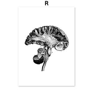 Black And White Brain Heart Skull kidney Anatomy Wall Art Canvas Painting Nordic Posters And Prints Wall Pictures Office Decor - SallyHomey Life's Beautiful