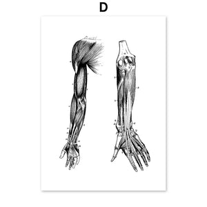 Skeleton Muscle Fingers Eye Black And White Anatomy Wall Art Canvas Painting Nordic Posters And Prints Wall Pictures Decor - SallyHomey Life's Beautiful