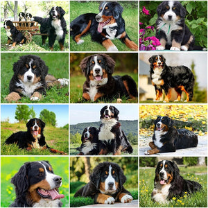 DIY 5D Diamond Painting Bernese Mountain Dog Diamond Embroidered Cross Stitch Kit Animal Mosaic Full Round Rhinestone Decor Home - SallyHomey Life's Beautiful
