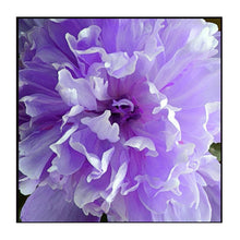 Load image into Gallery viewer, 100% Hand Painted Realistic Flowers Art Oil Painting On Canvas Wall Art Wall Adornment Picture Painting For Live Room Home Decor