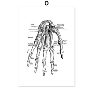 Skeleton Muscle Fingers Eye Black And White Anatomy Wall Art Canvas Painting Nordic Posters And Prints Wall Pictures Decor - SallyHomey Life's Beautiful