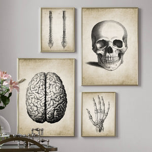 Brain Finger skull Human Anatomy Poster Vintage Wall Art Canvas Painting Nordic Posters And Prints Wall Pictures For Living Room - SallyHomey Life's Beautiful