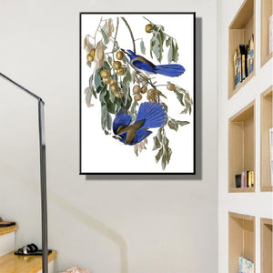 Birds of America Posters and Prints Wall Art Canvas Painting Florida Jay by John J. Audubon Decorative Pictures for Living Room - SallyHomey Life's Beautiful