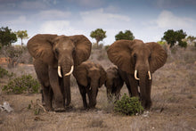 Load image into Gallery viewer, The African Grassland -The Family of Elephants Pictures - SallyHomey Life&#39;s Beautiful