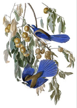 Load image into Gallery viewer, Birds of America Posters and Prints Wall Art Canvas Painting Florida Jay by John J. Audubon Decorative Pictures for Living Room - SallyHomey Life&#39;s Beautiful