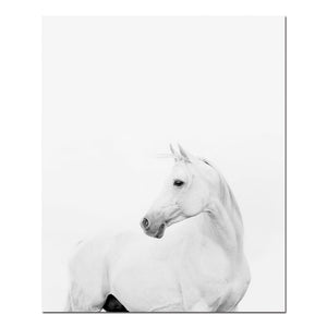 Animal White Horse Wall Art Canvas Posters and Prints Painting Wall Pictures for Living Room Modern Home Decor - SallyHomey Life's Beautiful