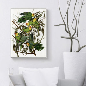 Posters and Prints Wall Art Canvas Painting Audubon's Birds of America Illustrations Decorative Pictures for Living Room Decor - SallyHomey Life's Beautiful
