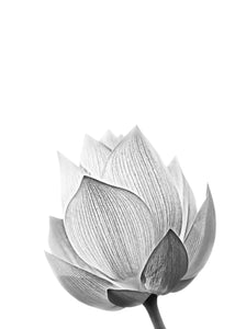 Nature Lotus Flower Bud Wall Art Canvas Painting Nordic Posters And Prints Black White Wall Pictures For Living Room Home Decor - SallyHomey Life's Beautiful