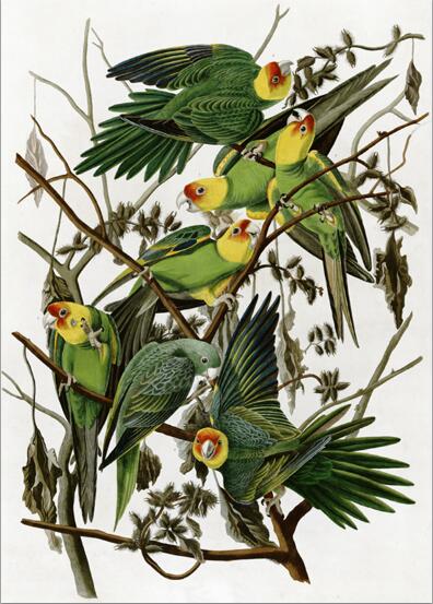 Posters and Prints Wall Art Canvas Painting Audubon's Birds of America Illustrations Decorative Pictures for Living Room Decor - SallyHomey Life's Beautiful