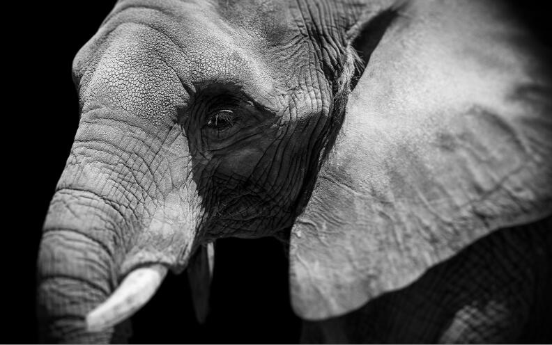 Modern Animal Posters and Prints Wall Art Canvas Painting Black and white Elephant Pictures for Living Room Home Decor No Frame - SallyHomey Life's Beautiful