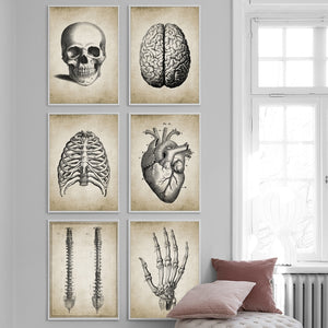 Brain Finger skull Human Anatomy Poster Vintage Wall Art Canvas Painting Nordic Posters And Prints Wall Pictures For Living Room - SallyHomey Life's Beautiful