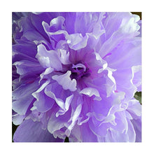 Load image into Gallery viewer, 100% Hand Painted Realistic Flowers Art Oil Painting On Canvas Wall Art Wall Adornment Picture Painting For Live Room Home Decor