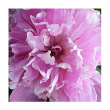 Load image into Gallery viewer, 100% Hand Painted Realistic Flowers Art Oil Painting On Canvas Wall Art Wall Adornment Picture Painting For Live Room Home Decor