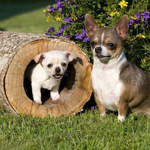 Load image into Gallery viewer, DIY 5D Diamond Painting Dog Animal Pattern Diamond Embroidery Cross Stitch Kits Handmade Full Round Rhinestone Mosaic Decor Art - SallyHomey Life&#39;s Beautiful
