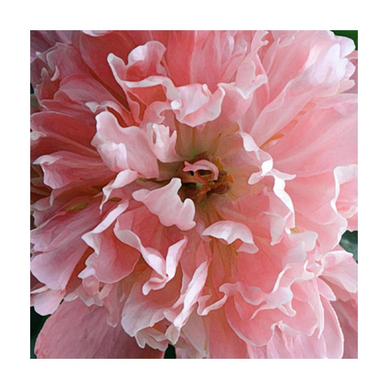 100% Hand Painted Realistic Flowers Art Oil Painting On Canvas Wall Art Wall Adornment Picture Painting For Live Room Home Decor