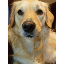 Load image into Gallery viewer, DIY 5D Diamond Painting Golden Retriever Dog Full Round Drill Cross Stitch Diamond Embroidery Animal Mosaic Rhinestones Decor