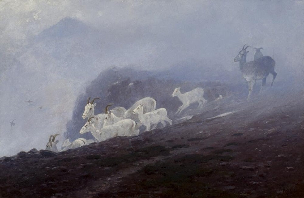 High quality Oil painting Canvas Reproductions Ewes Seeking Shelter By carl rungius hand painted